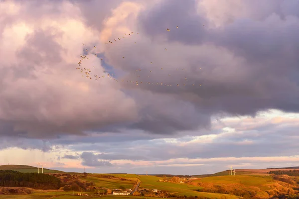 Manada Aves Volando Sobre Pueblo Lancashire Reino Unido — Foto de Stock