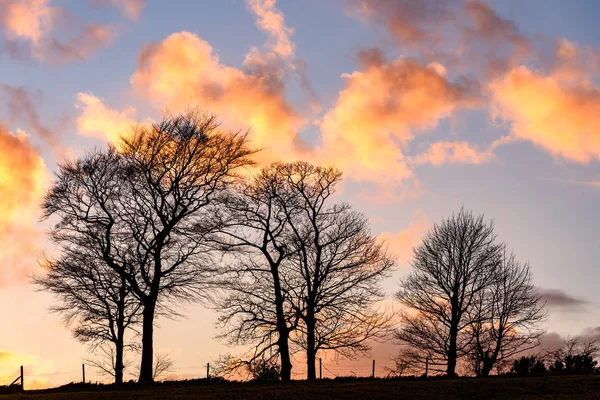 Picture High Contrasted Cloudscape Tree Silhouette Foreground — Stock Photo, Image