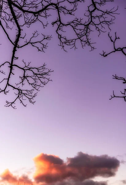 Paysage Nuageux Coloré Coucher Soleil Avec Une Silhouette Arbre — Photo