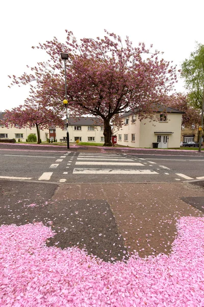 Cherry Blossom Pink Petals Spreading Ground — Stock Photo, Image
