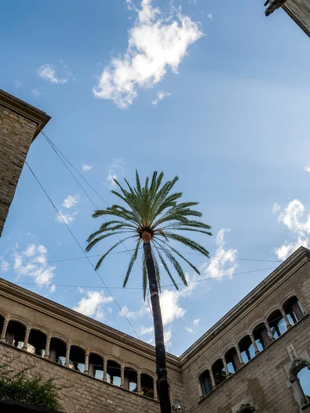 Low Angel View Palm Tree Blue Sky Barcelona — Stock Photo, Image