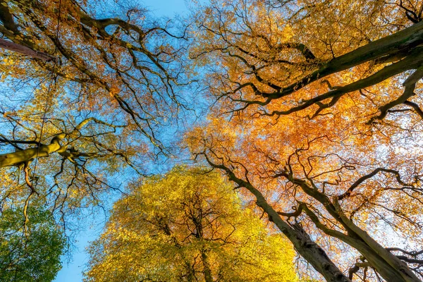 Pohled Úhlu Nízkým Podzimní Korun Stromů Modré Obloze — Stock fotografie