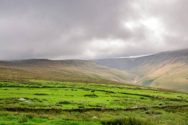 Saddleworth Moor, Greater Manchester, ağır bulutlar altında alanda otlayan atlar çifti.