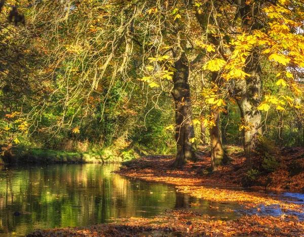 Trees Surrounded Autumn Leaves Stagnant Water British National Park — Stock Photo, Image
