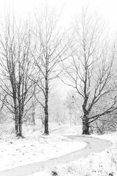 Великобританія Ліс Холодні Сніжні Зимовий День — стокове фото