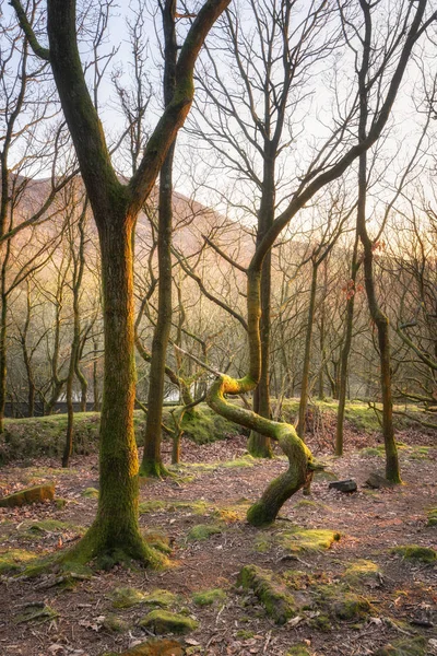 Wooded Hillside Mchem Pokryte Skały Krzywe Brzozy Pobliżu Ashton Pod — Zdjęcie stockowe