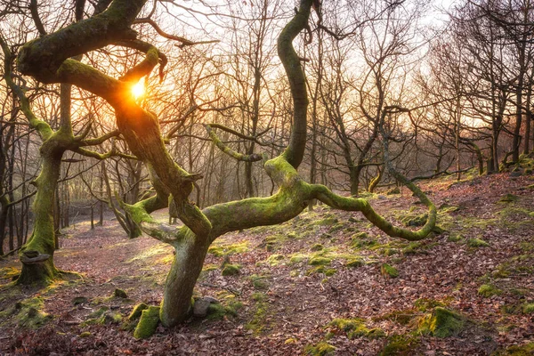 Crooked Mossy Tree Met Een Zonsondergang Achtergrond Bij Cowbury Dale — Stockfoto