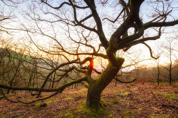 Stare Nagie Mossy Tree Krzywym Oddziałów Zachodu Słońca Greater Manchester — Zdjęcie stockowe