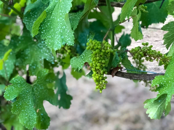 Uvas Jóvenes Verdes Maduras Través Viñedos Cerca Producción Vino Agricultura — Foto de Stock