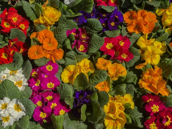 Flores Coloridas Violas Jardim Fundo Viola Fundo Floral Amarelo Vermelho — Fotografia de Stock