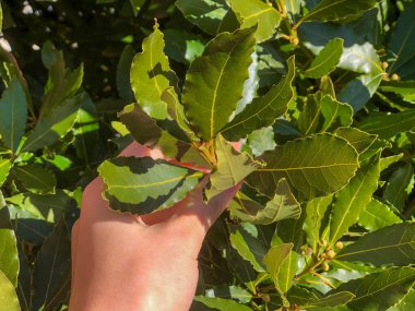 Laurel arka plandan ayrılıyor. Bir el defne yapraklarını tutar.