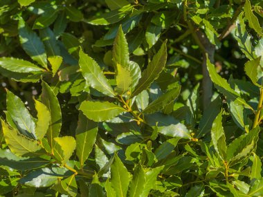 Yeşil defne güneş ışığı arka planında. Boşluğu kopyala