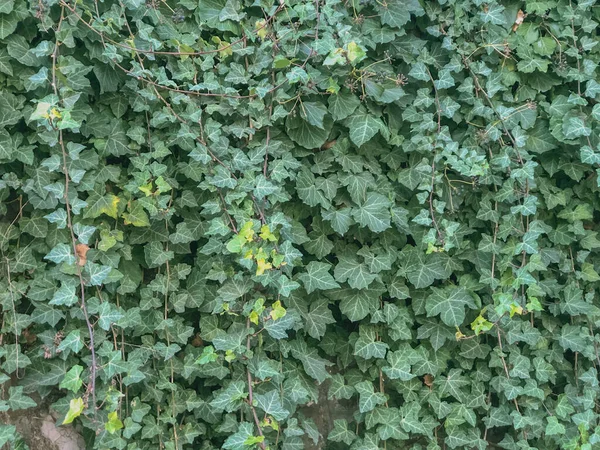 Green Ivy Leaves Wall Close Floral Background Copy Space — Stock Photo, Image