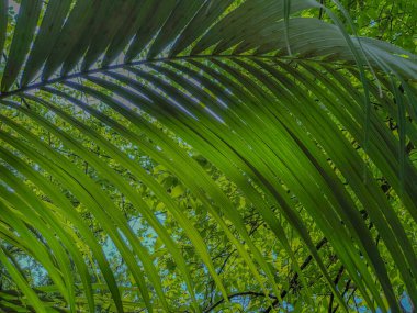Tropikal ormanda palmiye yaprağı. Uzayı kopyala yaz arkaplanı
