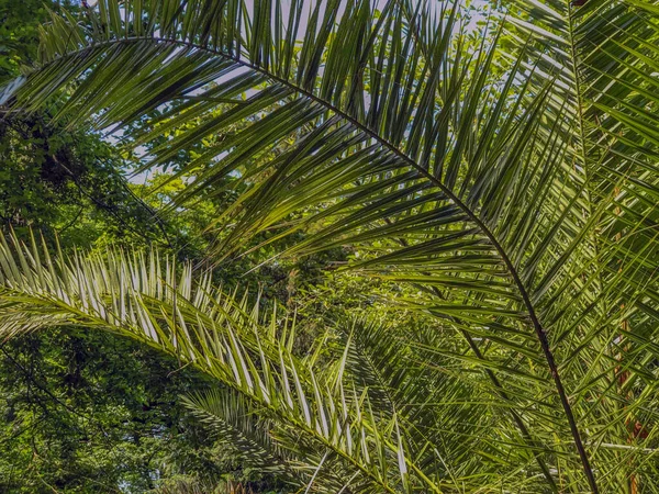 Palm leaves in a tropical jungle close-up. Copy space