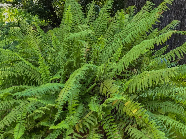 Green Fern Front Tree Close Copy Space Natural Background Summer — Stock Photo, Image