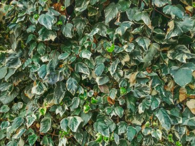 Yeşil yaprakların arka planı yakın plan. Doğal yeşil arka plan. Boşluğu kopyala