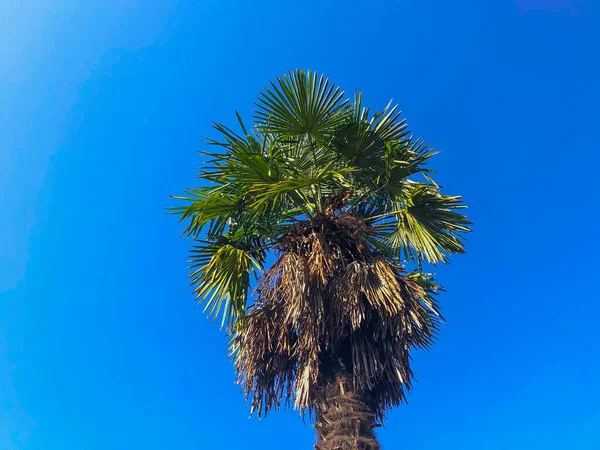 Palm Tree Blue Sky Tropical Summer Concept Copy Space — Stock Photo, Image