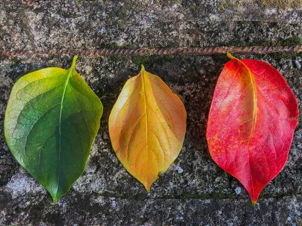 Rote Gelbe Und Grüne Blätter Auf Steinhintergrund Herbstkonzept Herbsthintergrund Herbstliches — Stockfoto