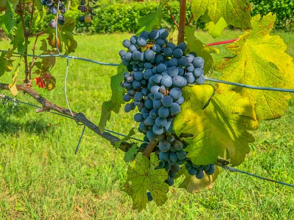 Red Wine Grapes Vine Close Wine Production Italian Vineyards Close — Stock Photo, Image