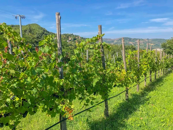 Vineyards in mountains landscape. Wine business. Winemaking
