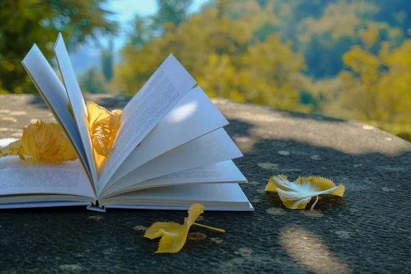 Education, storytelling, literature concept. Open book with white pages covered with yellow leaves across autumn nature. Copy space