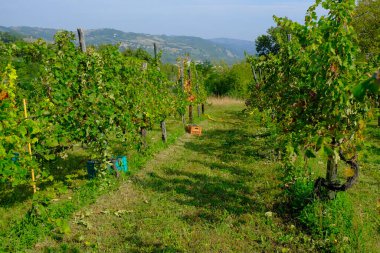 Olgun kırmızı ve beyaz üzümlü üzüm bağları dağlar ve mavi gökyüzü boyunca hasat için hazır. Üzüm bağları boyunca plastik kaplarda üzümler. Şarap üretimi endüstrisi. Tarım