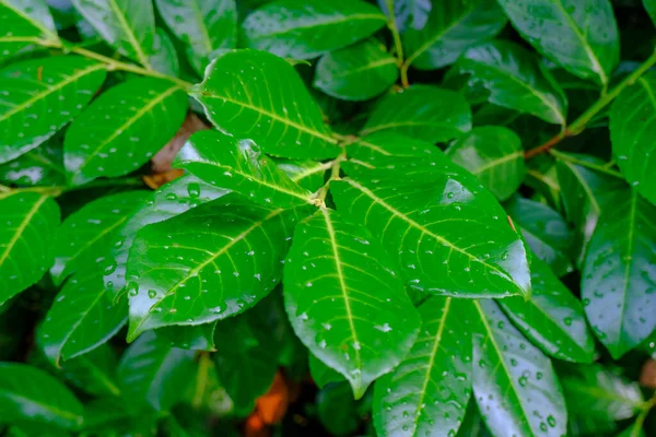 Капли Дождя Зеленых Гладких Листьях Крупным Планом Естественный Фон Принято — стоковое фото