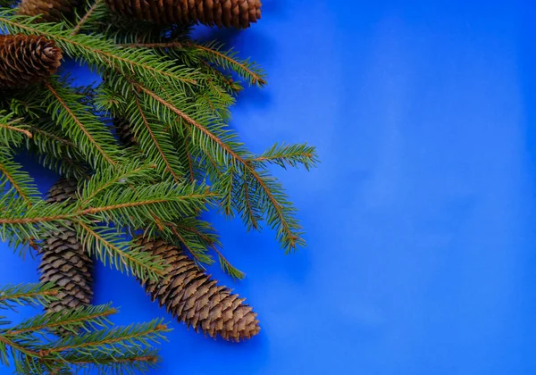 Mavi Arka Planda Çam Kozalakları Olan Bir Noel Ağacı Dalı — Stok fotoğraf