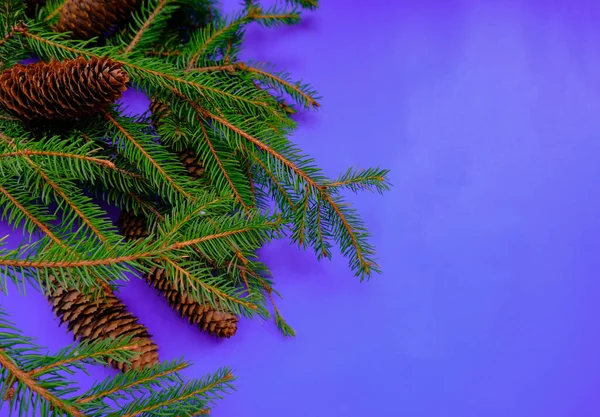 christmas tree branch with pine cones on lilac background close-up. Christmas, New Year mock-up, postcard. Copy space