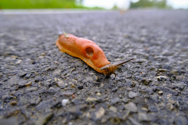 Orange Snail Slithering Asphalt Road Looking Slow Movement Concept — Stock Photo, Image