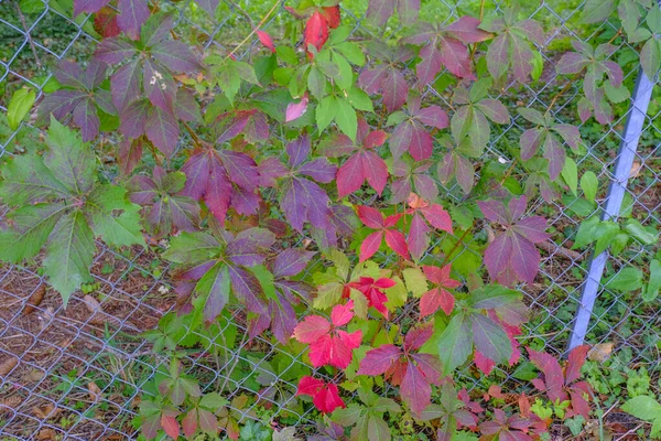 Bunte Herbstblätter Einem Metallzaun Großaufnahme Fallrückzieher Kopierraum — Stockfoto