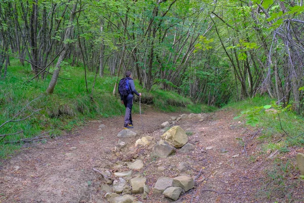 Man Met Rugzak Stok Lopend Het Bos Natuurlijk Landschap Trekking — Stockfoto