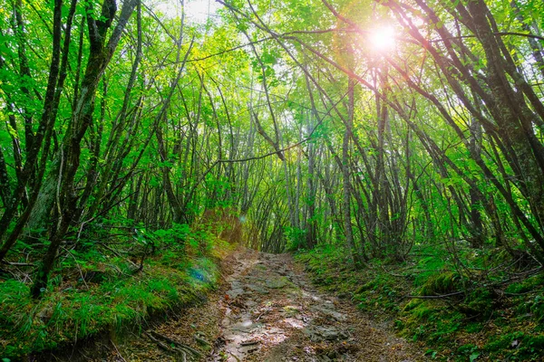 Voetpad Het Groene Bos Met Zonlicht Natuurlijke Achtergrond Reizen Weg — Stockfoto