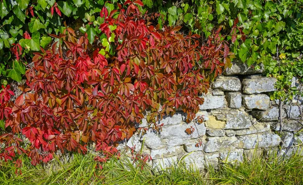 Graue Alte Ziegelmauer Bedeckt Mit Roten Traubenblättern Aus Nächster Nähe — Stockfoto