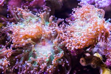 Mercan resif sualtı