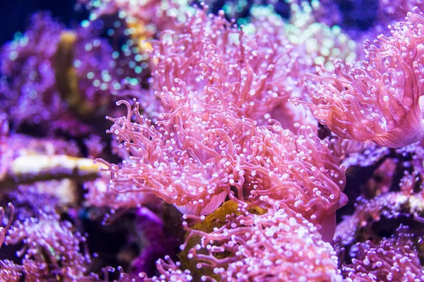 El arrecife de coral, bajo el agua — Foto de Stock