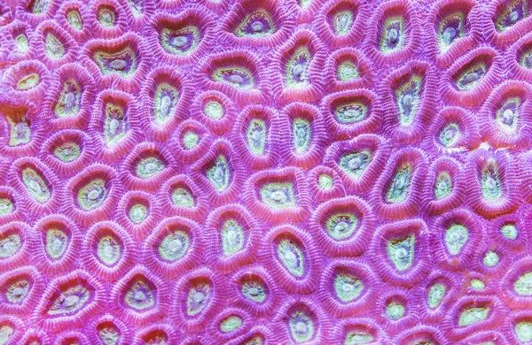 Tekstura rafy koralowej, pod wodą — Zdjęcie stockowe