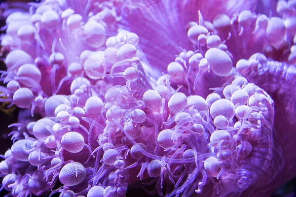 Arrecife de coral, bajo el agua — Foto de Stock