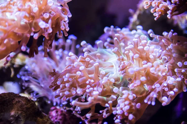 El arrecife de coral, bajo el agua — Foto de Stock