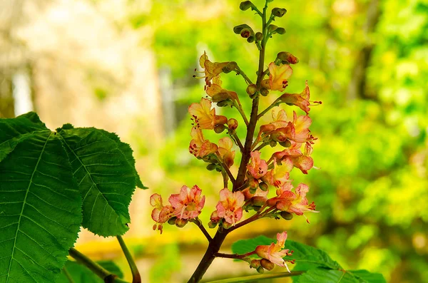 Kestane ağacının yakın plan pembe çiçeği.. 