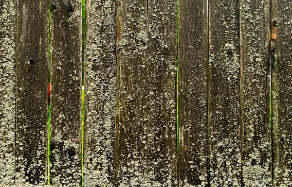 La texture d'une vieille clôture recouverte de lichen. (') — Photo