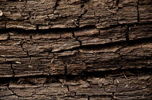 Nehirde ıslanmış yaşlı bir ağacın dokusu..