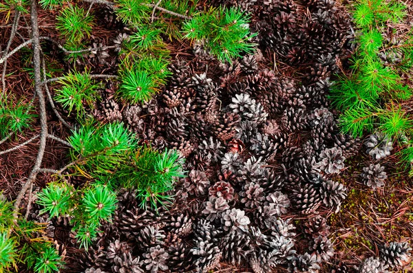 Çam kozalakları ve dalların doğal dokusu.