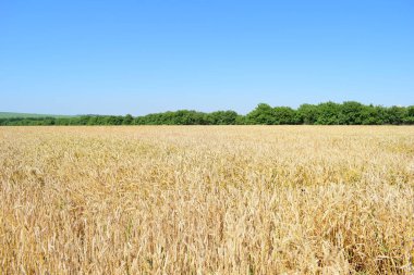 Bir tahıl gevreği, mavi gökyüzünün altında bir orman şeridiyle çevrili buğday tarlası.