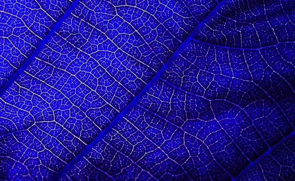 Blue Leaf Macro Texture Background — Stock Photo, Image