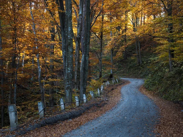 renkli orman ve mavi gökyüzü ile dağ sonbahar manzarası