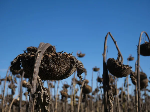 renkli orman ve mavi gökyüzü ile dağ sonbahar manzarası