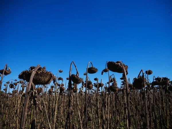 renkli orman ve mavi gökyüzü ile dağ sonbahar manzarası