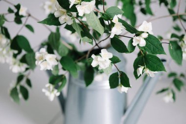 Çiçek açan yasemin dalları beyaz bir arka planda bahçe sulama tenekesinde.